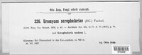 Uromyces scrophulariae image